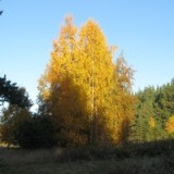 sergej-krajev