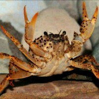 krabik