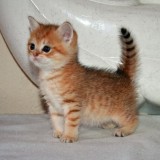 meow