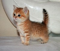 meow