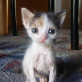 megapiskaa