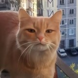 Simba19405