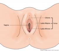 Vagina
