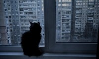 evakorolevatop