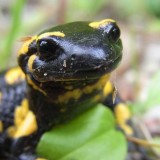Salamandra