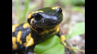 Salamandra